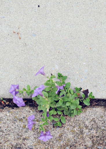 flower in crack