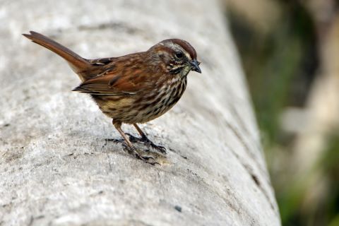 sparrow resized