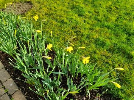 daffodils resized