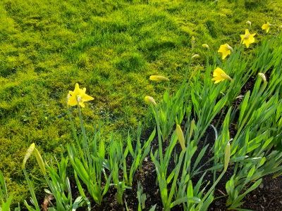 daffodils 2 resized