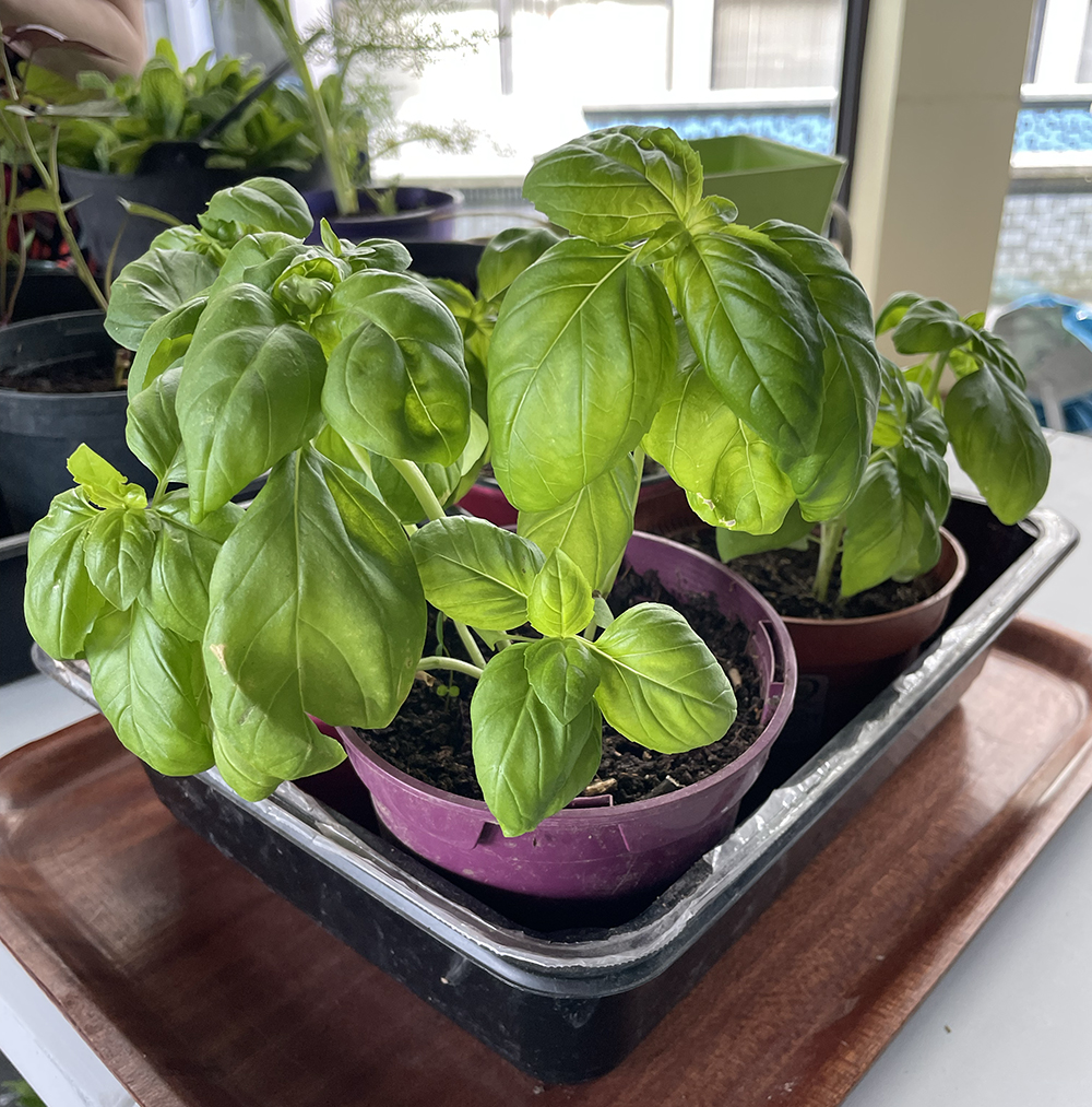 Basil