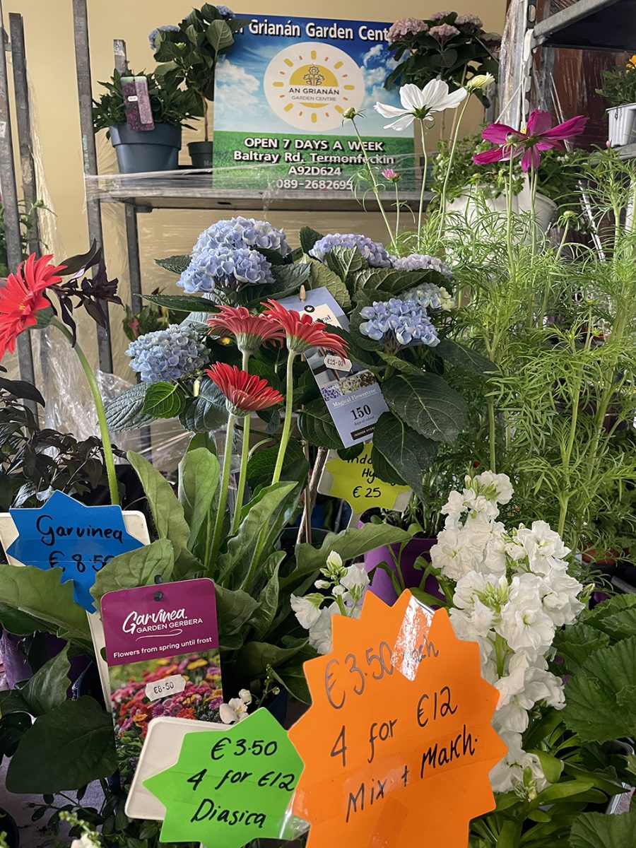 5 Plants-and-flowers